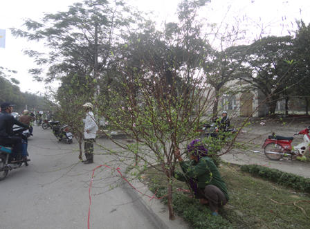 Quất đào Thành Vinh ế ẩm ngày 30 Tết